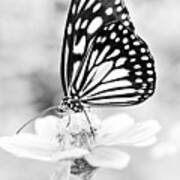 Butterfly Wings 7 - Black And White Poster