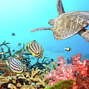 Butterflyfishes And Turtle Poster