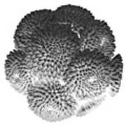 Buttons Chrysanthemums Black And White Poster