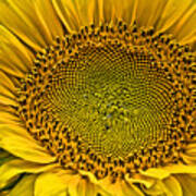 Buttonwood Sunflower 3 Poster