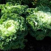 Cabbage Plant Poster