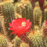 Cactus Bloom Poster