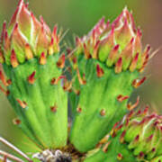 Cactus Buds H1857 Poster