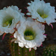 Cactus Flowers Poster