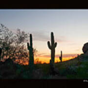Cactus Sunset Poster