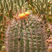 Cactus Yellowtop Poster