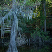 Caddo Lake #1 Poster