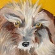 Cairn Terrier Poster