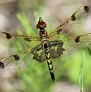 Calico Pennant Poster