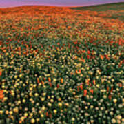 California Poppies At Dawn Lancaster California Poster