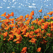 California Poppies By Richardson Bay Poster
