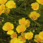 California Poppies Poster