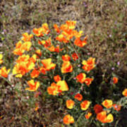 California Poppy Poster