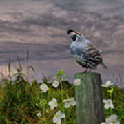 California Quail And Milkmaids Poster