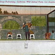 California Wild Animal Farm Circa 1910s Poster