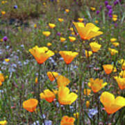 California Wildflower Meadow Panorama Poster