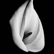 Calla Challenge In Black And White Poster