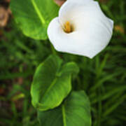 Calla Flower Genoves Park Cadiz Spain Poster