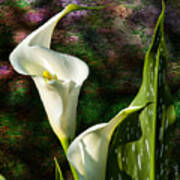 Calla Lily - P. Bright Poster