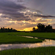 Cambodia Rice Fields Sunset Poster