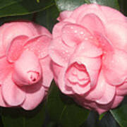 Camelia Japonica 'alice Stakes' Poster