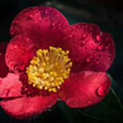 Camellia In Rain Poster