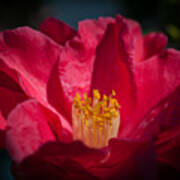 Camellia Red Poster