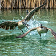 Canada Geese Chase 4906 Poster