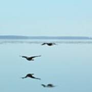 Canada Geese Flying At Big Bay Point Poster