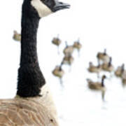 Canada Geese Goose With Wetlands Birds And Waterfowl Poster