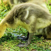 Canada Goose Gosling Poster