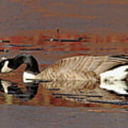 Canada Goose On Icy Pond Early Spring Poster