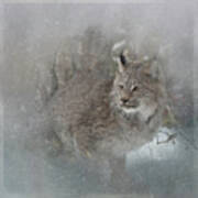Canada Lynx Painted Poster