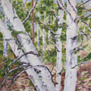 Canadian Birch Trees Poster