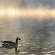 Canadian Goose In Misty Lake Poster