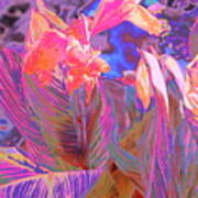 Canna Abstract 9 Poster