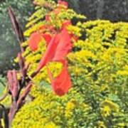 Cannas And Golden Rod Poster