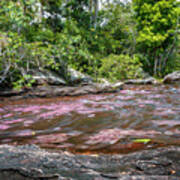 Cano Cristales La Macarena Colombia Poster