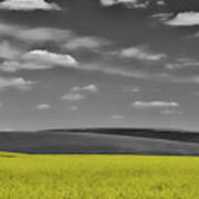 Canola Field Poster