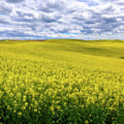 Canola On The Palouse Poster