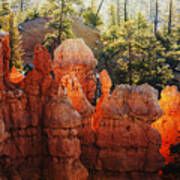Canyon Glow In Bryce Canyon National Park Utah Poster
