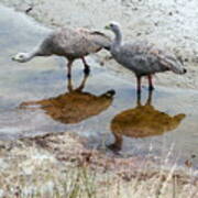 Cape Baron Geese On Maria Island 2 Poster