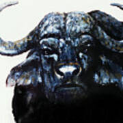 Cape Buffalo Poster