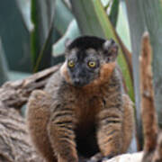 Captivating Close Up Of A Brown Collared Lemur Poster