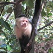 Capuchin Monkey 4 Poster