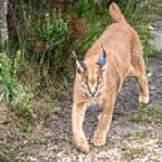 Caracal Hunting Poster
