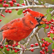 Cardinal Eating Berries Poster