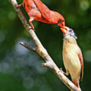 Cardinal Feeding The Youngster Poster