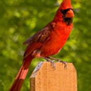 Cardinal On Fence Poster