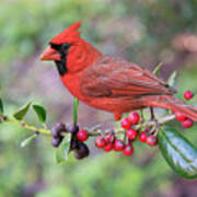 Cardinal On Holly Branch Poster